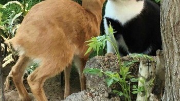 Cinta terlarang. Foto: Instagram.com/thesnuggleisrl