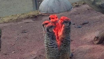 Menghangatkan diri. Foto: Instagram.com/thesnuggleisrl