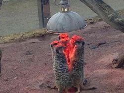 Aksi Unik Hewan yang Terekam Kamera Bikin Ngakak Geleng-geleng