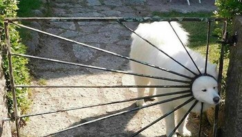 Mencoba kabur. Foto: Instagram.com/thesnuggleisrl