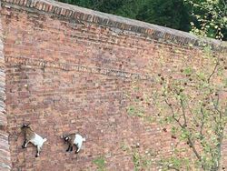 Aksi Unik Hewan yang Terekam Kamera Bikin Ngakak Geleng-geleng