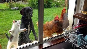 Menanti makanan. Foto: Instagram.com/thesnuggleisrl