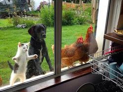 Aksi Unik Hewan yang Terekam Kamera Bikin Ngakak Geleng-geleng