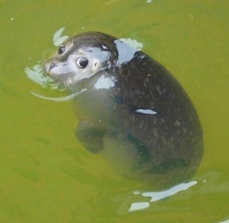 Aksi unik hewan terekam kamera