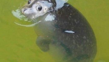 Ekspresi habis dimarahi. Foto: Instagram.com/thesnuggleisrl