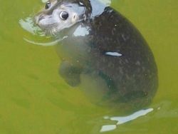 Aksi Unik Hewan yang Terekam Kamera Bikin Ngakak Geleng-geleng