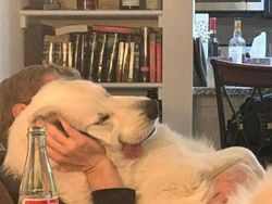 Aksi Unik Hewan yang Terekam Kamera Bikin Ngakak Geleng-geleng