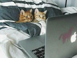 Aksi Unik Hewan yang Terekam Kamera Bikin Ngakak Geleng-geleng