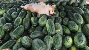 Kecapean berjualan. Foto: Instagram.com/thesnuggleisrl