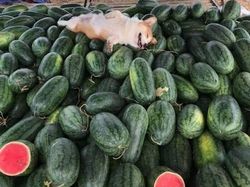 Aksi Unik Hewan yang Terekam Kamera Bikin Ngakak Geleng-geleng