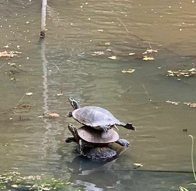 Aksi unik hewan terekam kamera