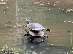 Aksi Unik Hewan yang Terekam Kamera Bikin Ngakak Geleng-geleng