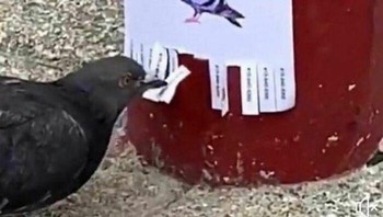 Lelah menjadi burung. Foto: Instagram.com/thesnuggleisrl