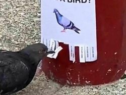 Aksi Unik Hewan yang Terekam Kamera Bikin Ngakak Geleng-geleng