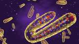 Virus Marburg Bikin Khawatir, Muncul Lagi Sejak Outbreak Pertama di 1967