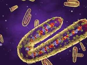 Geger Virus Marburg: Asal-usul, Gejala, Hingga Tingkat Kematiannya