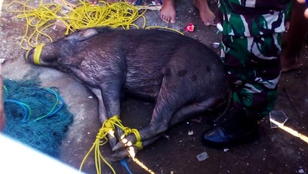 babi hutan masuk kampung banyuwangi