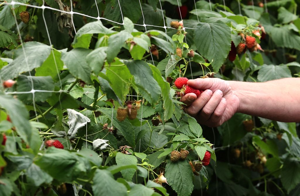 Buah raspberry (AFP via Getty Images/FRANCOIS WALSCHAERTS)