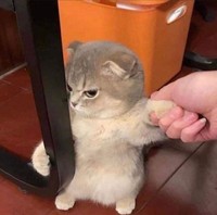 Foto Kucing Lucu.