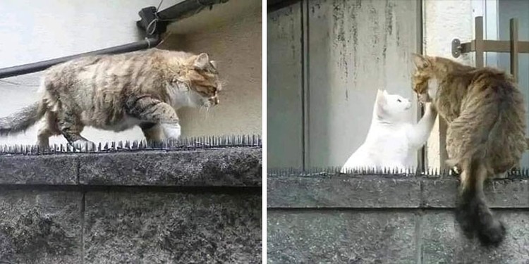 Foto Kucing Lucu Banget Foto Kucing Lucu.