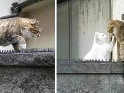 Kumpulan Pose Kucing yang Bikin Gemes, Mana Favoritmu?