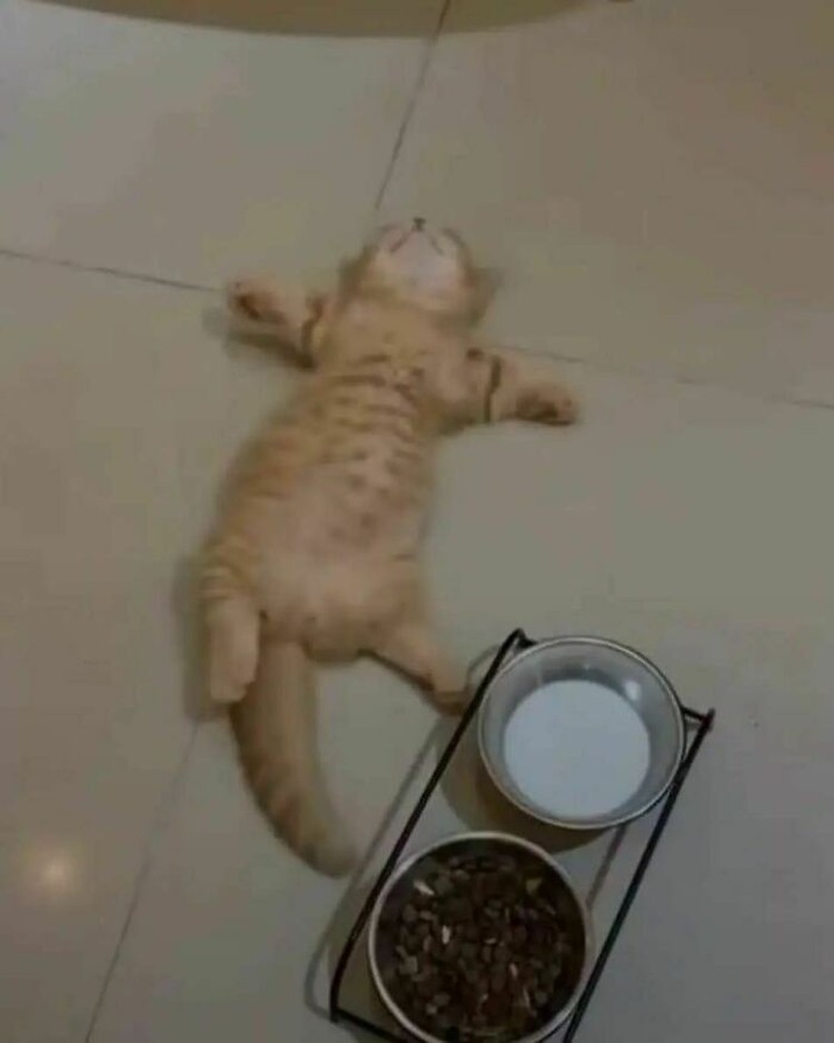 Foto Kucing Lucu.
