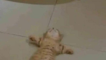 Kekenyangan sampai ingin rebahan. Foto: Cat_virus.exe