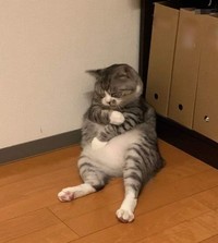Foto Kucing Lucu.