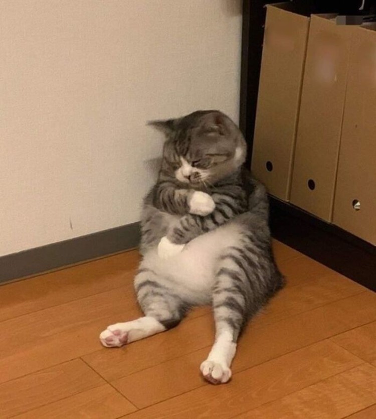 Foto Kucing Lucu Banget Foto Kucing Lucu.