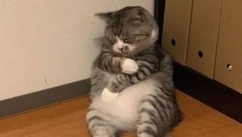 Kira-kira mikirin apa ya si anabul sampai ketiduran begitu? Foto: Cat_virus.exe