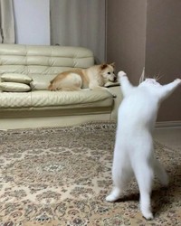Foto Kucing Lucu.