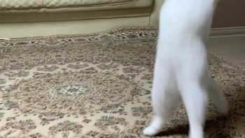 Saksikan kekuatanku, hiya! Foto: Cat_virus.exe