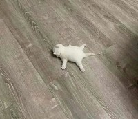 Foto Kucing Lucu.
