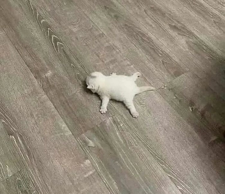 Foto Kucing Lucu Banget Foto Kucing Lucu.