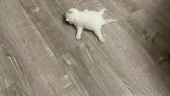 Rebahan sedari dini. Foto: Cat_virus.exe