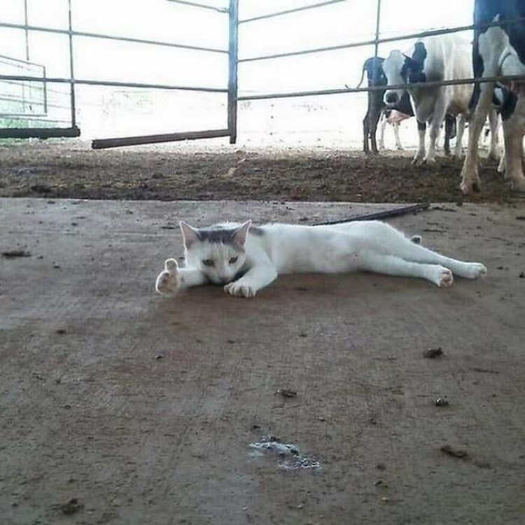 Foto Kucing Lucu Banget Foto Kucing Lucu.