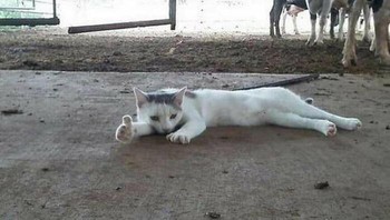 Buat kalian yang masih semangat hari ini, jempol, deh! Foto: Cat_virus.exe