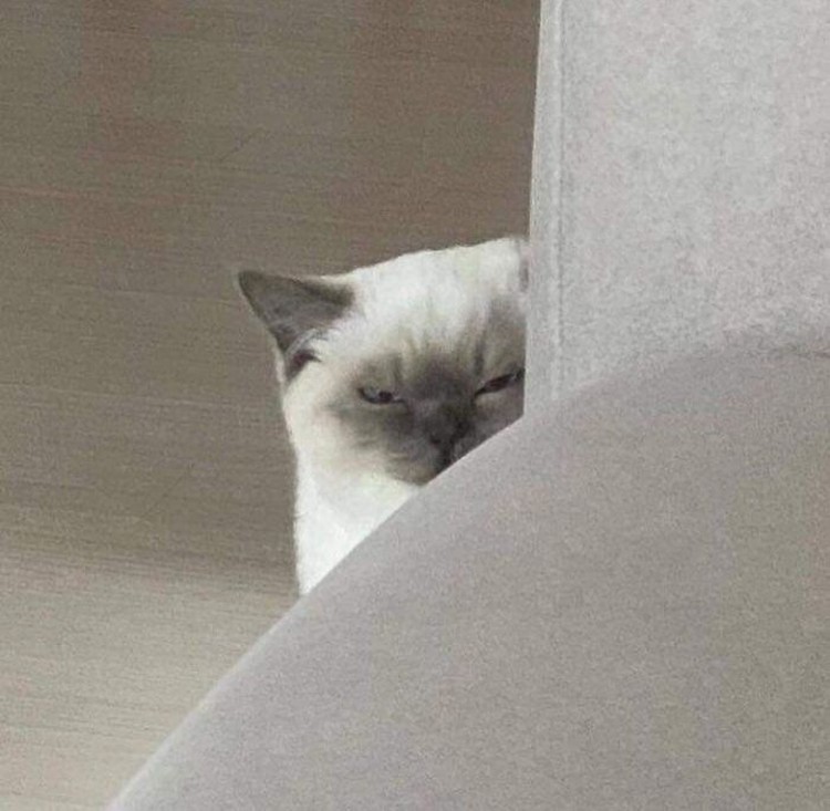 Foto Kucing Lucu Banget Foto Kucing Lucu.