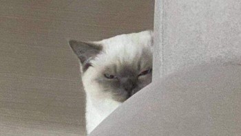 Apakah kucing ini sedang merencanakan kejahatan kepada pemiliknya? Foto: Cat_virus.exe