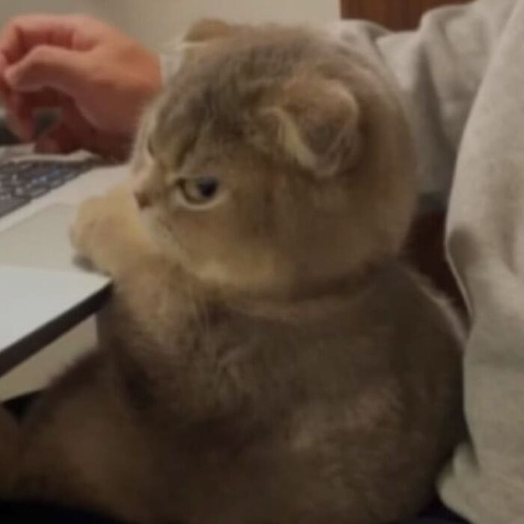Foto Kucing Lucu Banget Foto Kucing Lucu.