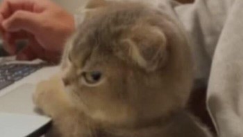 Potret ketika kamu sedang malas bekerja tapi ingat tagihan. Foto: Cat_virus.exe