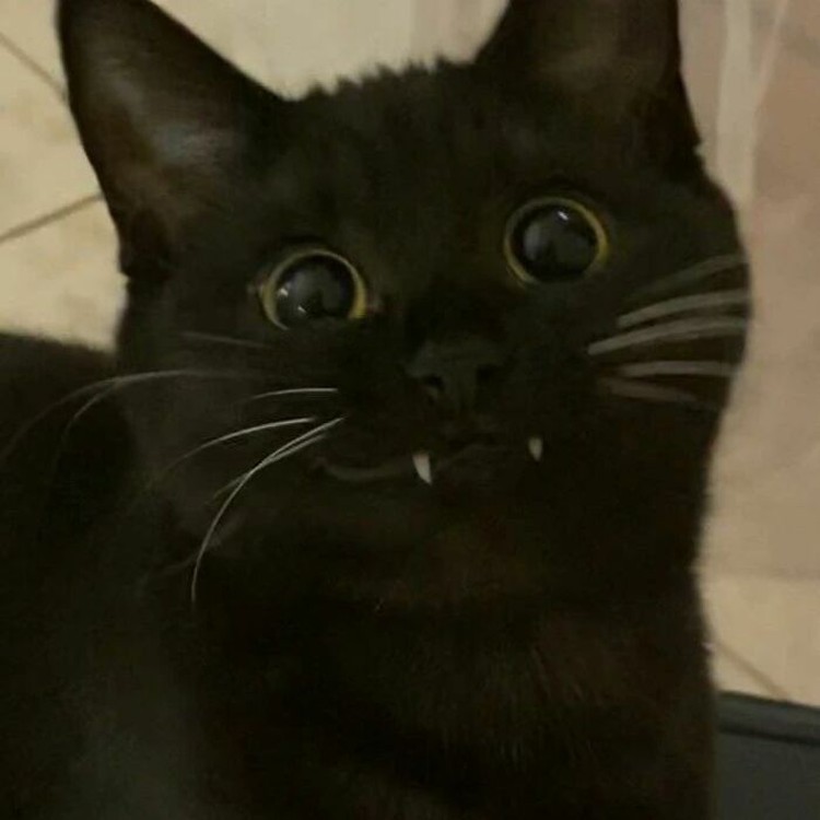 Foto Kucing Lucu Banget Foto Kucing Lucu.