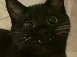 Kumpulan Pose Kucing yang Bikin Gemes, Mana Favoritmu?