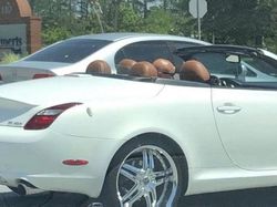 Deretan Foto Ini Bikin yang Melihat Kebingungan Sendiri