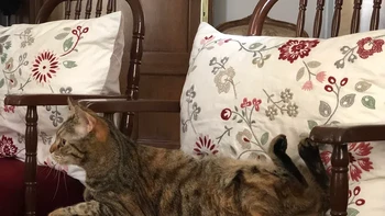 Jadi kucing ini sebenarnya sedang menghadap ke bawah atau ke atas? Foto: Buzzfeed