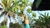 Kerja sama antara suami istri yang baik ini menghasilkan beberapa buah pepaya. Sebagai kepala keluarga yang mampu memikul beban keluarganya, seorang pria menggendong istrinya demi memetik buah pepaya di depan rumahnya. Foto: 1cak.com