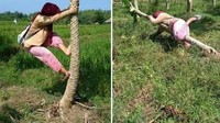 Nekat mendapatkan pepaya yang ada di pinggir sawah, wanita ini tidak mempertimbangkan kekuatan pohonnya. Hasilnya dirinya yang tidak mendapat pepaya harus jatuh bersama pohon yang rubuh. Foto: 1cak.com