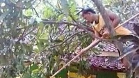Punya gaya yang tidak biasa, pria ini melawan hukum alam saat memetik buah. Dirinya yang tetap memanjat dahan pohon justru menggunakan bambu untuk mengambil mangga yang ada di bawah pohon. Foto: 1cak.com