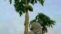 Demi mendapatkan pepaya yang segar, seorang wanita nekat memanjat dengan menggunakan daster. Tetapi jika dilihat jaraknya, sepertinya pohon ini tak perlu dipanjat. Foto: 1cak.com