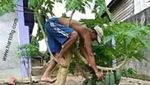 Kocak! 10 Aksi Nekat Netizen Petik Buah Bikin Tepuk Jidat